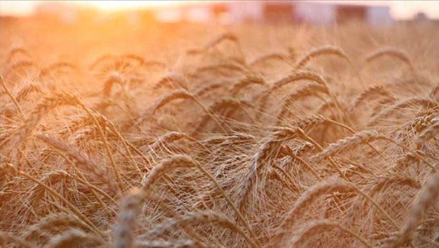 Ukrayna: Tahıl ihracatı artık imkansız