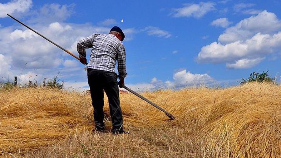 Buğday'da küresel oyun!... Türkiye'de sıkıntı yok