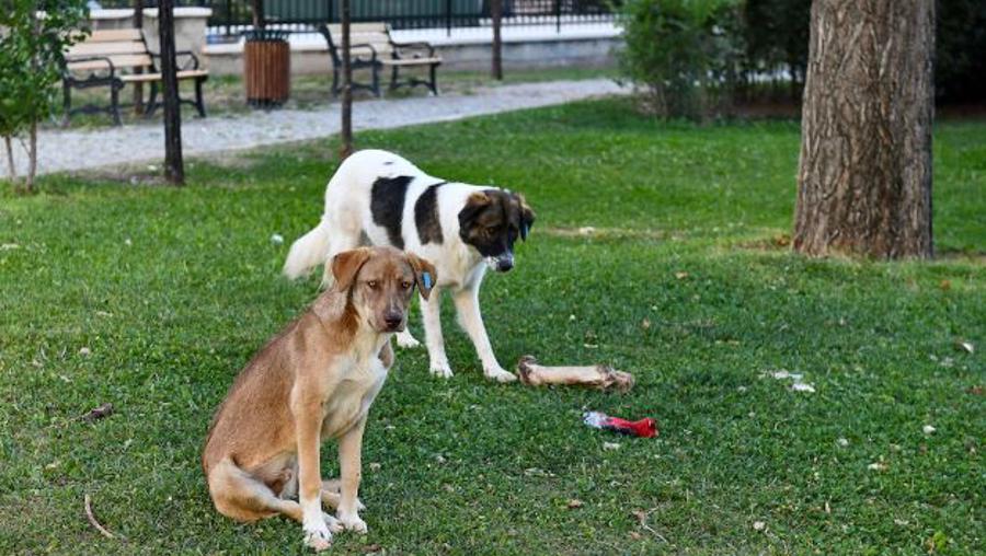 Türkiye’nin en kapsamlı kısırlaştırma projesi sürüyor