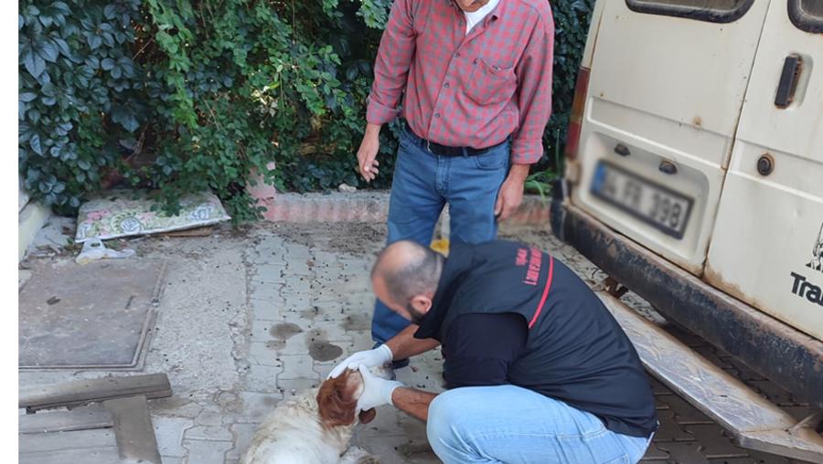 Pikapla köpeğin üzerinden geçen 2 memur görevden uzaklaştırıldı