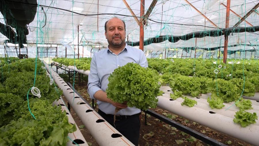 Uçak mühendisi işini bıraktı, topraksız tarımla sebze üretiyor