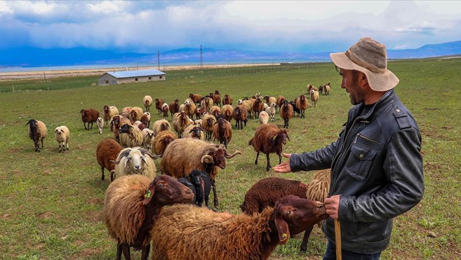 İnşaat işçisi devletten aldığı destekle sürü sahibi oldu