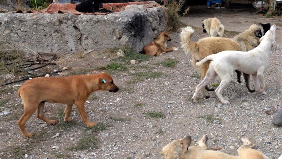 Valilikten Ankara belediyelerine acil kodlu sokak köpekleri yazısı