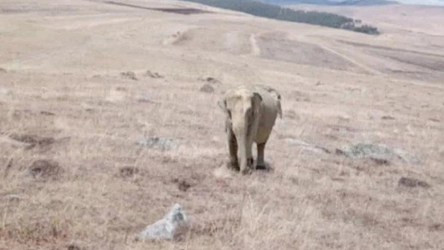 Ardahan'da fil alarmı! Jandarma harekete geçti