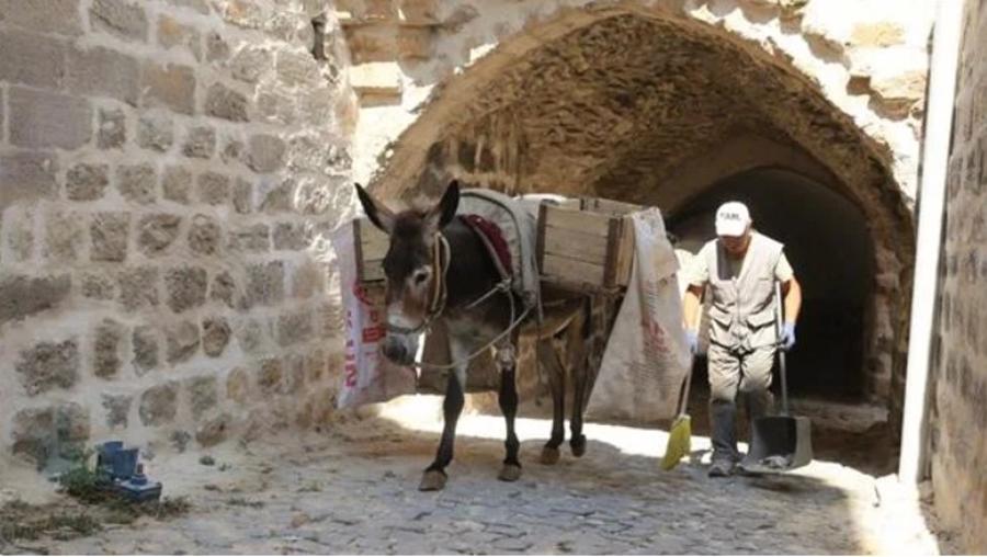 Kadrolu eşeklerin yaz mesaisi: 5 saat çalışacaklar