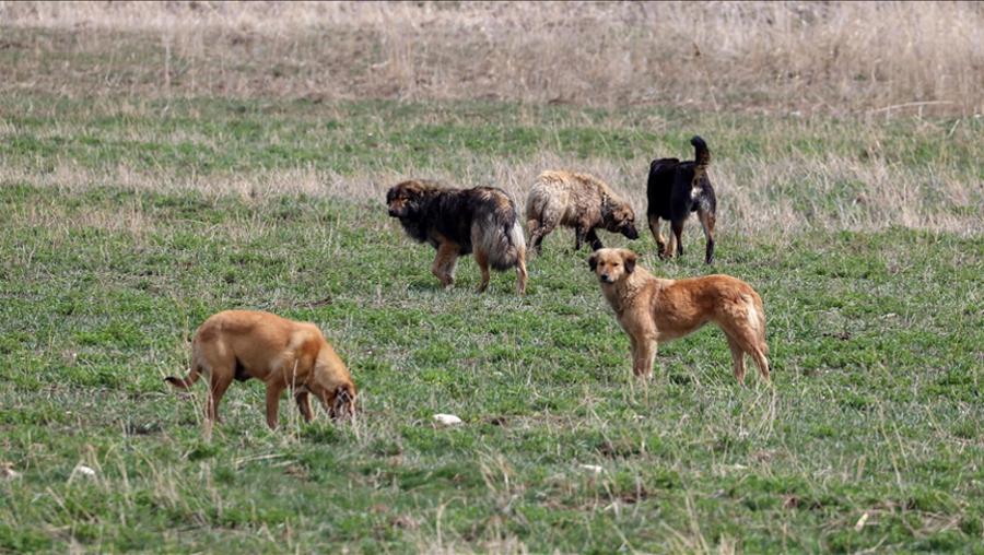 Köpeklere sahte çip takıyorlar