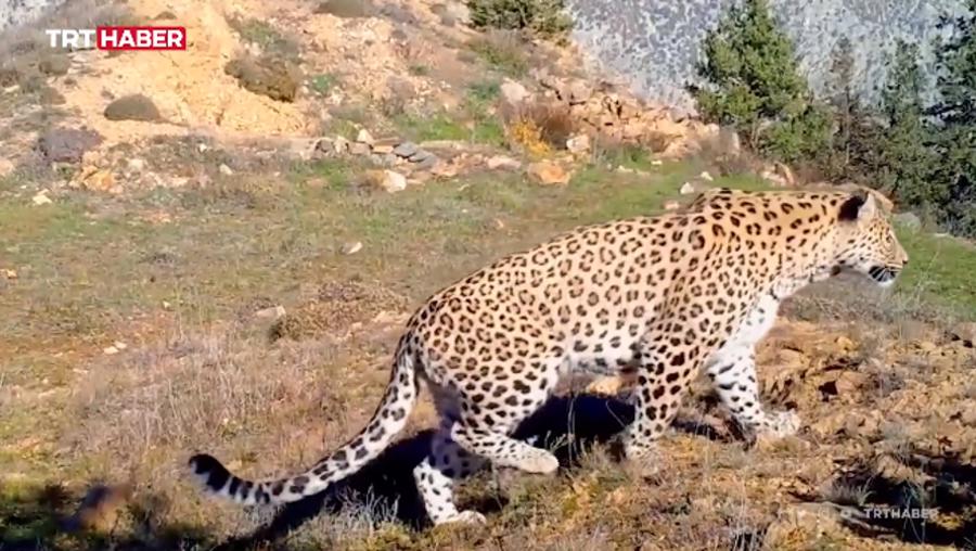 Anadolu Leoparı iki ayrı bölgede bir kez daha görüntülendi