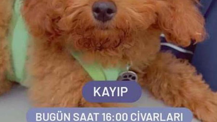 Turistin kaybettiği köpeği bulan polisler, para ödülünü kabul etmedi 