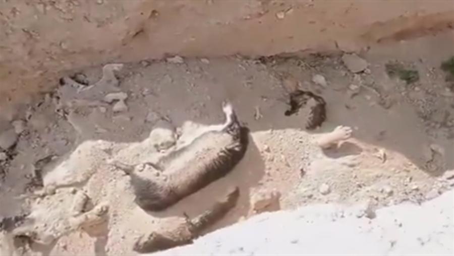 Niğde Belediyesi'nden 'hayvan mezarlığı' açıklaması