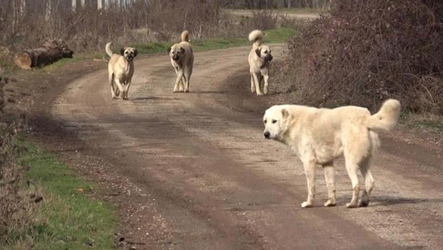 İngiltere'de bir yardım kuruluşu Türkiye'deki sokak köpekleri için 'kurtarma projesi' yürütüyor