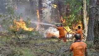 Orman Genel Müdürlüğü'ne 9 pilot alınacak