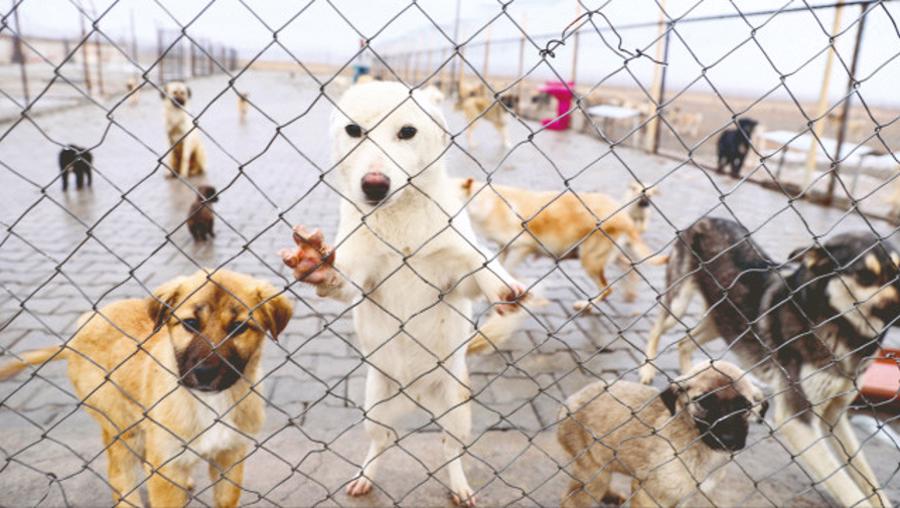 “Mama lobisi” korkusu köpek terörünü besliyor! 