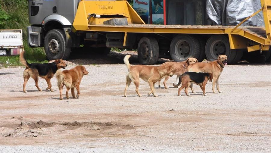 Başıboş sokak köpekleri kanun teklifinin tam metni