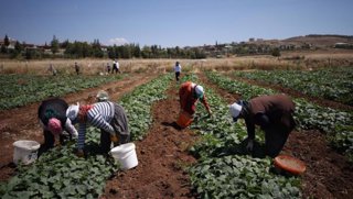 Mevsimlik Tarım İşçilerine ilişkin Cumhurbaşkanlığı Genelgesi yayımlandı