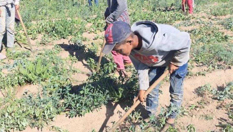 Çalışma Bakanlığı, taslağı hazırladı: Mevsimlik işçilik meslek oluyor