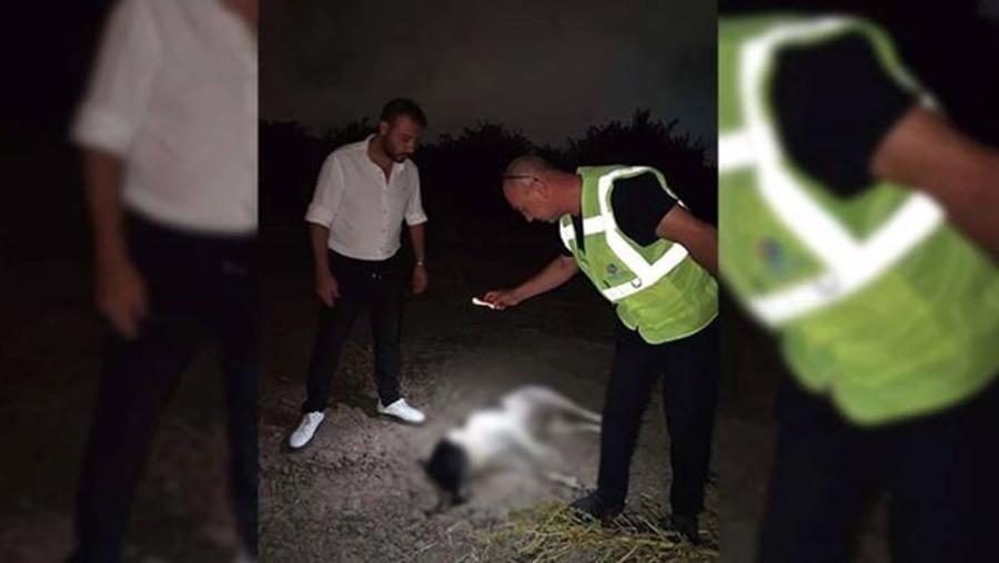 Hatay'da 11 köpek ölü bulundu! Belediye başkanı açıklama yaptı