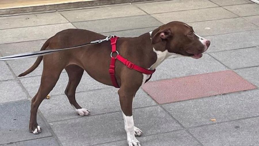 İstanbul'da pitbull polise saldırdı