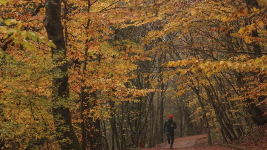 Bakanlıktan "Belgrad Ormanı" açıklaması