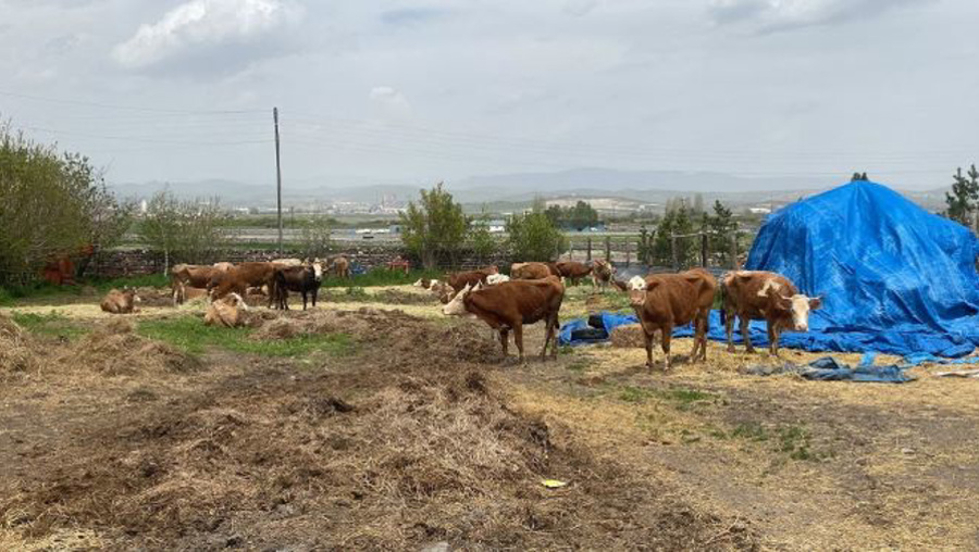 Kurban kesim kurallarına uymayana 668 bin lira ceza verilecek