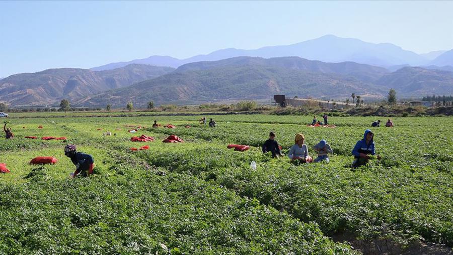 Mevsimlik ve sürekli tarım işçi ücretleri yükseldi