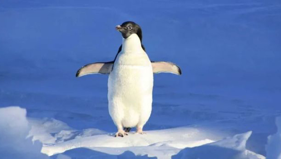 Helikopteri penguen düşürmüş!