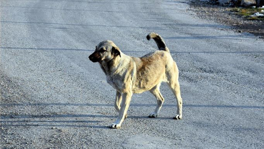Başıboş sokak köpeklerinden kaçan öğrenci canından oldu