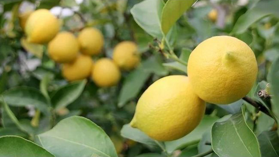 Kilosu 180 liraya satılan limonun adet fiyatı 24 lira