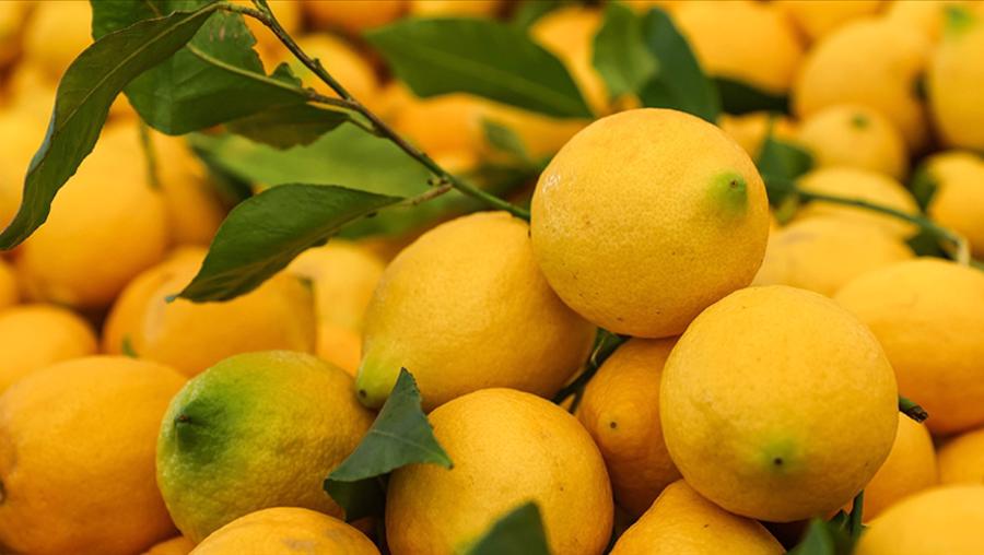 Dubai'ye ihraç edilecek tonlarca limonda pestisit çıktı