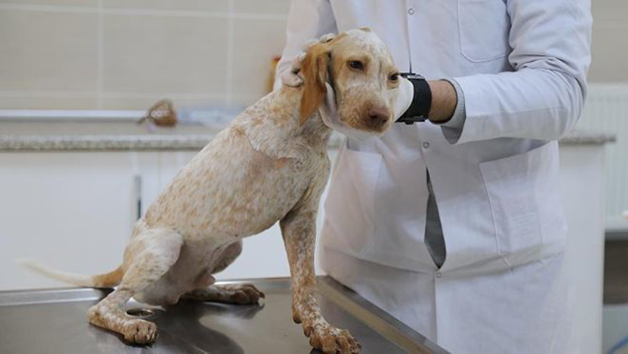 Veteriner hekimler özlük hak kayıpları için neleri talep ediyor?