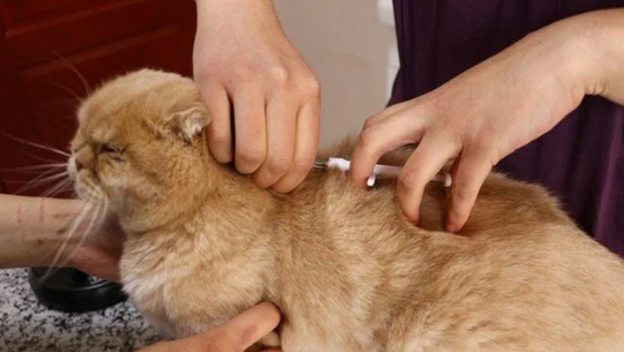 Evcil hayvan sahipleri için son gün 31 Aralık!