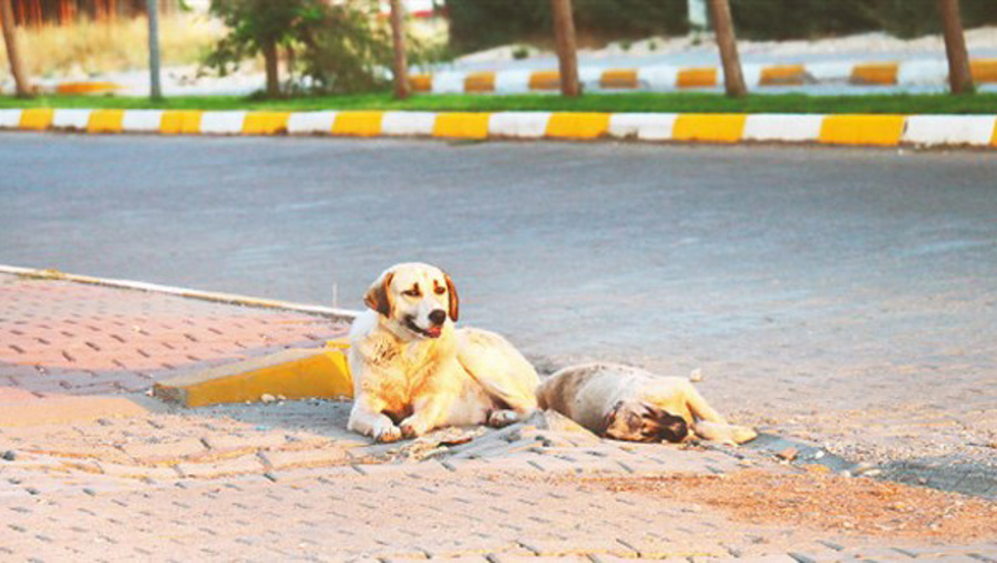 Erzurum'da sahipsiz sokak hayvanlarının tamamı toplandı