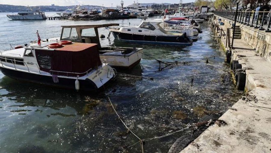 İstanbul'da müsilaj kabusu geri döndü