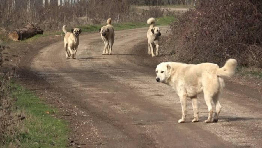 Ankara'da başıboş köpek sayısı 52 bin