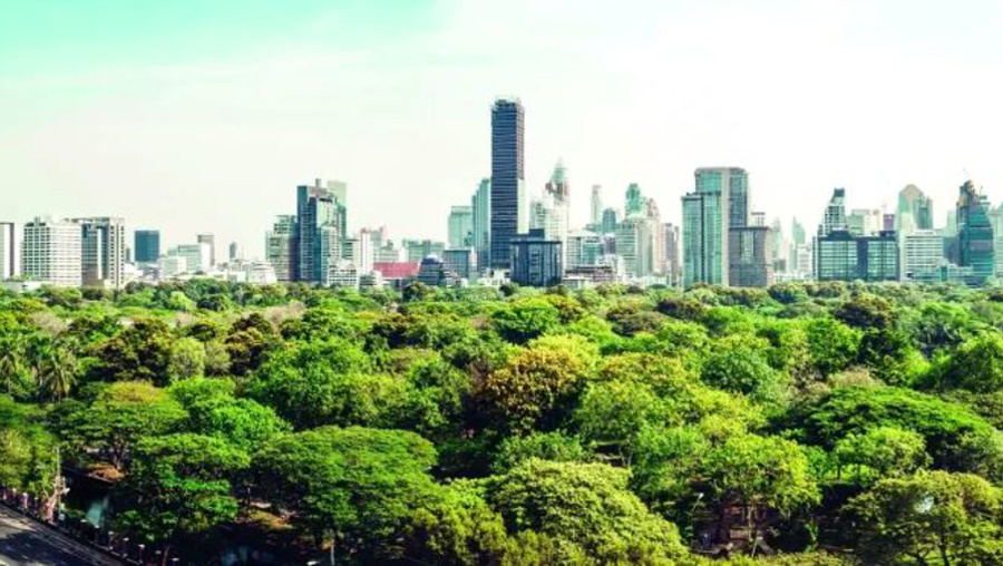 Karbon yutan ormanlar geliyor